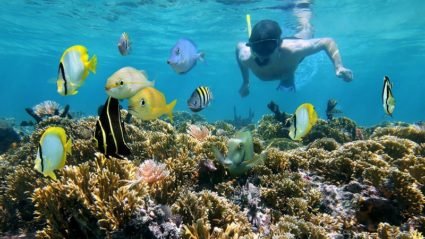 All you need to know: Snorkelling in the Great Barrier Reef