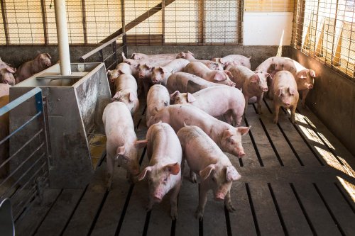 Scaling Up: Raising hogs has gotten less expensive, especially for big farms