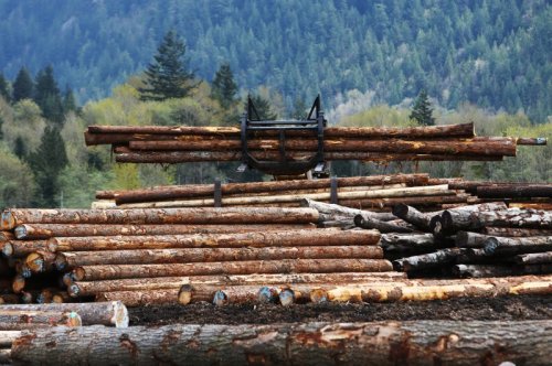 Weniger Schadholz - Holzeinschlag deutlich gesunken