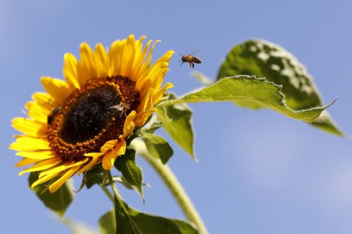 Sonnenblumenanbau in Mecklenburg-Vorpommern fast verdreifacht Von dpa-AFX