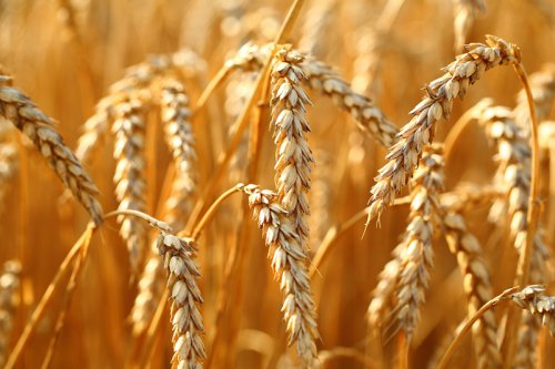 Östliche EU-Staaten beklagen günstiges Getreide aus der Ukraine