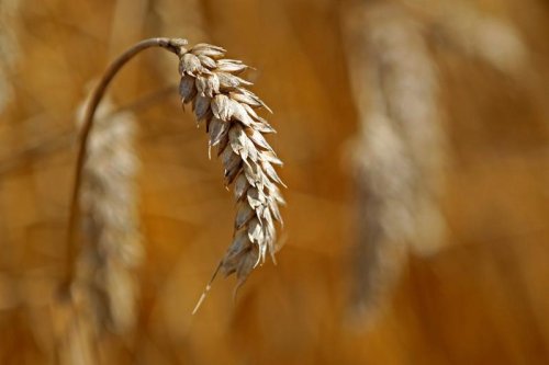 GESAMT-ROUNDUP 2: Russland stiehlt Getreide der Ukraine - weltweite Folgen Von dpa-AFX