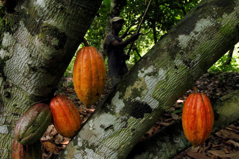 Why is US Cocoa Futures stock surging today?