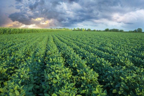 Paraguay’s soy farmers ride tariff war ’toboggan’