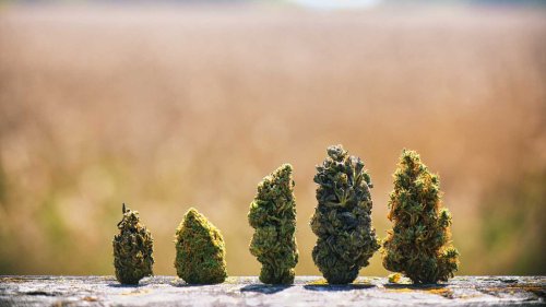 7 Marijuana Stocks to Buy for an Election Day Boost