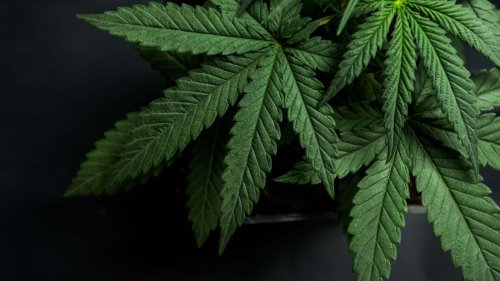 Buy This, Not That: 2 Cannabis Stocks to Own, 1 to Avoid