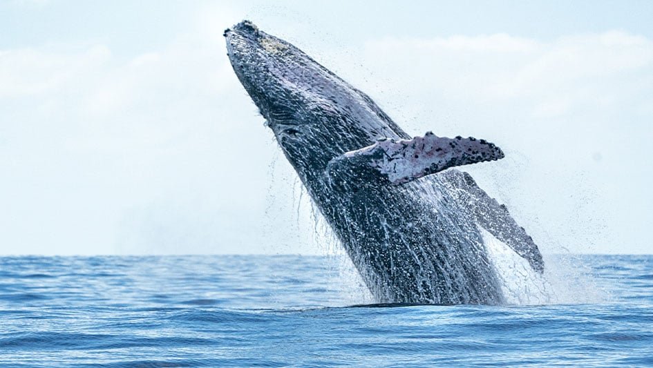 Bitcoin Whale Strategy Defies Gravity When It Issues Stock. Is It Just Good Timing?