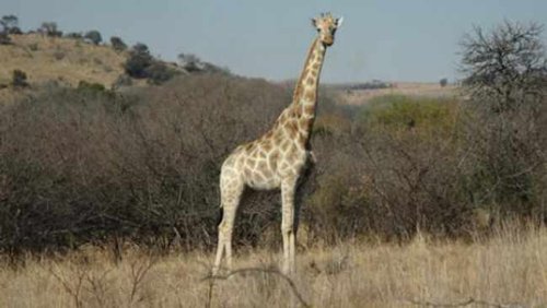 Award-winning filmmaker killed by giraffe in North West game farm