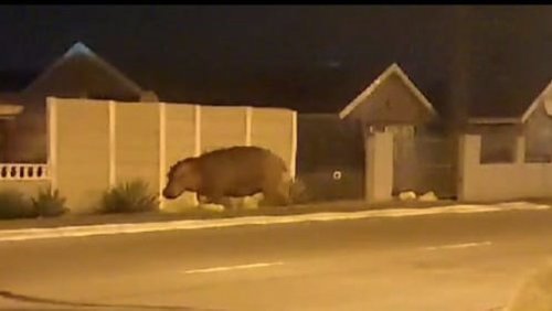 WATCH: Escaped hippo roams Grassy Park streets