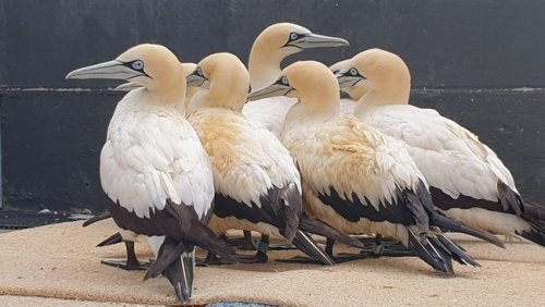Urgent rescue efforts under way for oiled Cape Gannets in South Africa