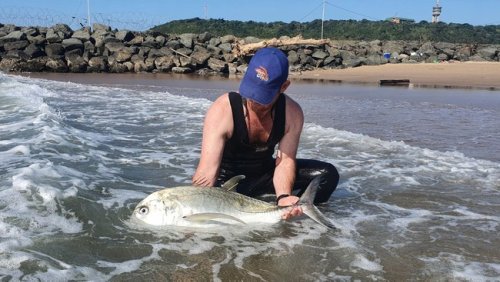 PICS: Saambr removes two kingfish from the Point Waterfront Canal, releases them into the ocean