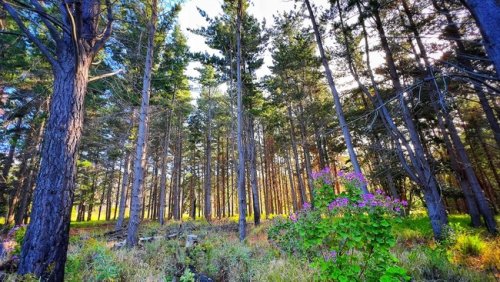 Majestic grove found in ‘dilapidated’ Tokai picnic site