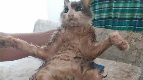 PICS: SPCA rescues cats from ‘filthy flea-infested’ house