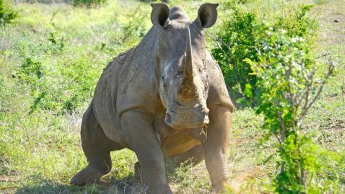 Suspects arrested after three more rhinos killed in Kruger National Park
