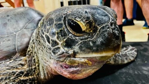 LOOK: Green turtle entangled in fishing nets, fishing lines and ropes taken to uShaka Sea World for medical care