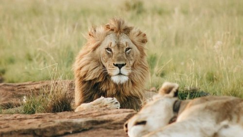 Understanding the impact of Bovine Tuberculosis on lion populations in Kruger National Park