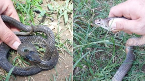 Snake catcher called out for black mamba but finds Mozambique spitting cobra and herald snake in a laundry room in Queensburgh