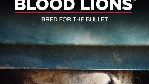 Blood Lions: Award-winning documentary launches worldwide for public viewing