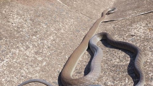 Historically Police Were Called To Shoot Mambas – Snake Catcher After ...