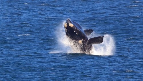 Thousands of people flocked to the Hermanus International Whale Festival at the weekend
