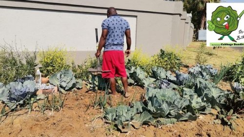 I am not afraid, says cabbage man as he prepares to take veg garden fight to court