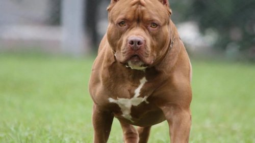 Dog accidentally shoots owner while lying in bed