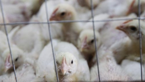 Three arrested for trying to bribe police officers with R800 000 in poultry sting