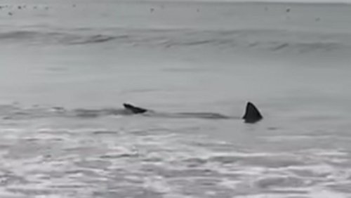 Sharks spotted swimming near Muizenberg beach ‘not known to pose a risk’