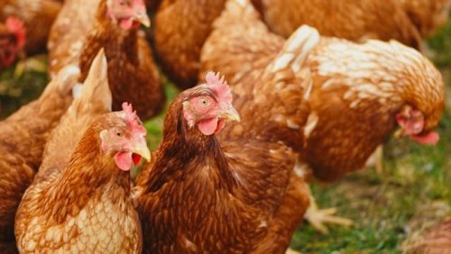There is no chicken shortage in the country, says SA Poultry Association