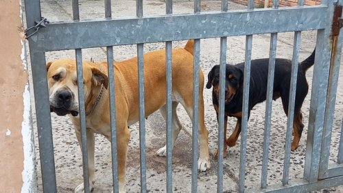 Woman mauled to death by dogs in Port Alfred
