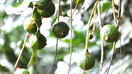Macadamia industry in better shape after two-year price fall