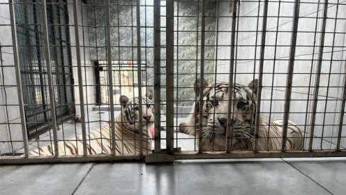 WATCH: First steps of freedom for Bengal tigers after years of living at Benoni home