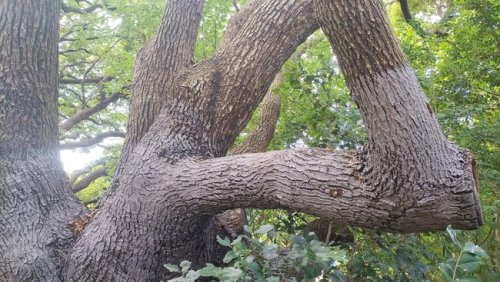 Newlands Forest trees to be painted grey to deter illegal bark stripping