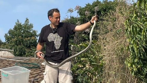 2.4m black mamba caught in Reservoir Hills after escaping the first time