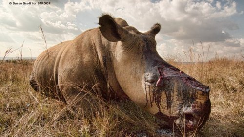What did Environment Minister Barbara Creecy have to say about rhinos and poaching in her budget?