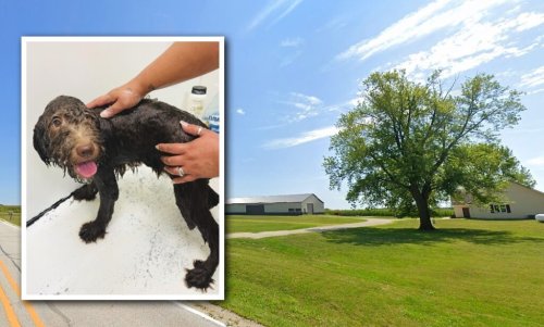 Animal-welfare group seeks criminal probe of Boone County dog breeder