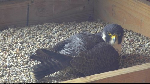 Iowa peregrine falcons saw ‘above average’ reproduction in 2024