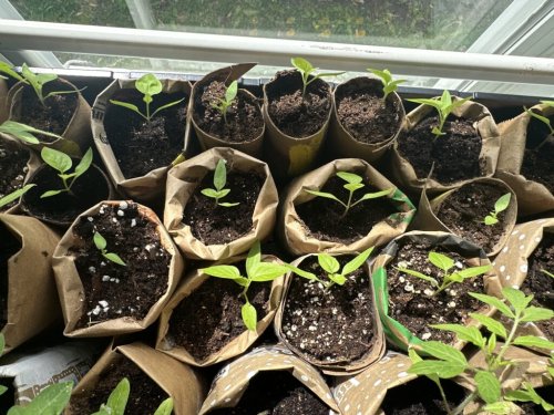 Senators vote to protect Iowans’ ‘basic human right’ to garden