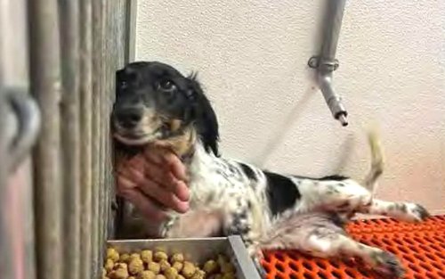 Iowa puppy mills cited in national nonprofit’s annual report of violators