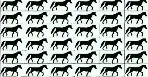 Only people with 'crystal clear minds' can see the horse without a tail in five seconds