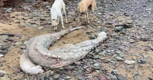 Locals baffled as body of 'huge' mysterious creature found washed up on east Cork beach