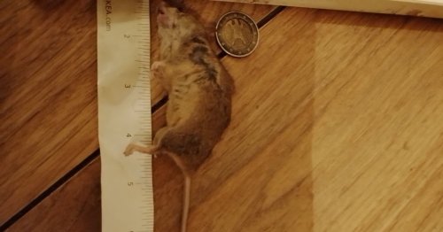 Dublin woman scared to enter own kitchen amid grisly mice and rat infestation