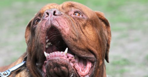 More breeds could be added to Ireland's dangerous dogs list