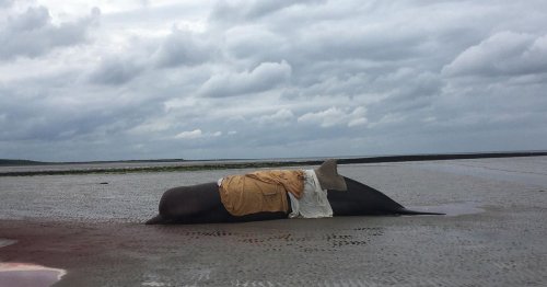 Multiple whales die in 'largest mass stranding of species recorded in Ireland'