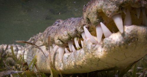 Crocodile teeth and moose horn among weird items smuggled into Ireland ...