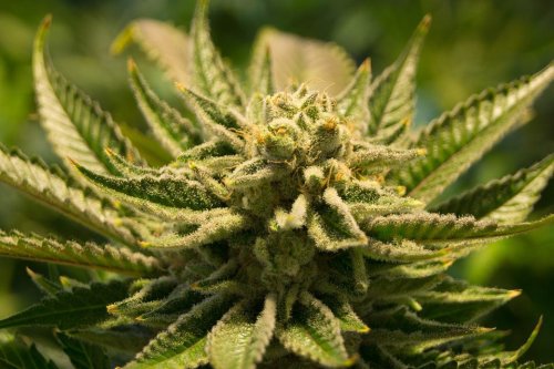 5 Marijuana Strains You Have To Try In 2022
