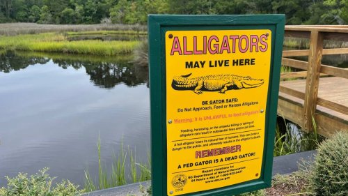 This is how to avoid being an alligator snack in SC and what to do if one gets its teeth in you
