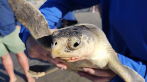 World’s rarest species of sea turtle hooked by person fishing on Hilton Head