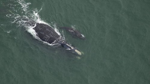 Whoa baby: Rare pair of creatures sighted off SC coast are first of the season