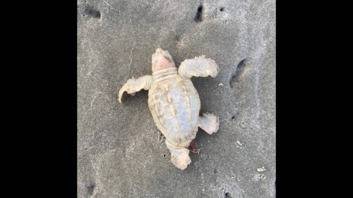 ‘Incredibly rare’ white baby sea turtle pops out of the sand on South Carolina beach